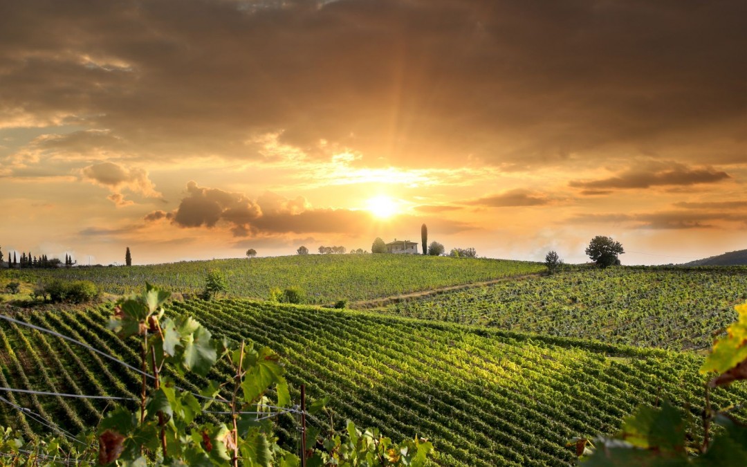 Wine Tours in Tuscany