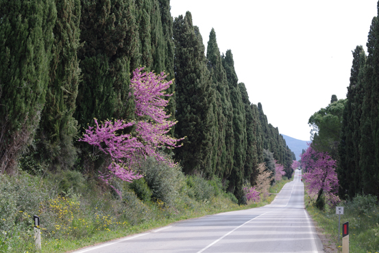 Bolgheri Wein Tour in der Toskana